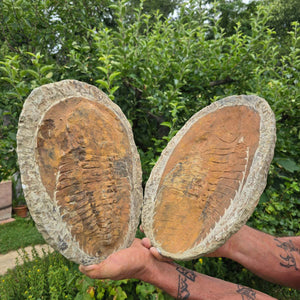 Original Trilobit Fossil mit Positiv- und Negativplatte - handpräpariert - 33x27cm - Nr. 116