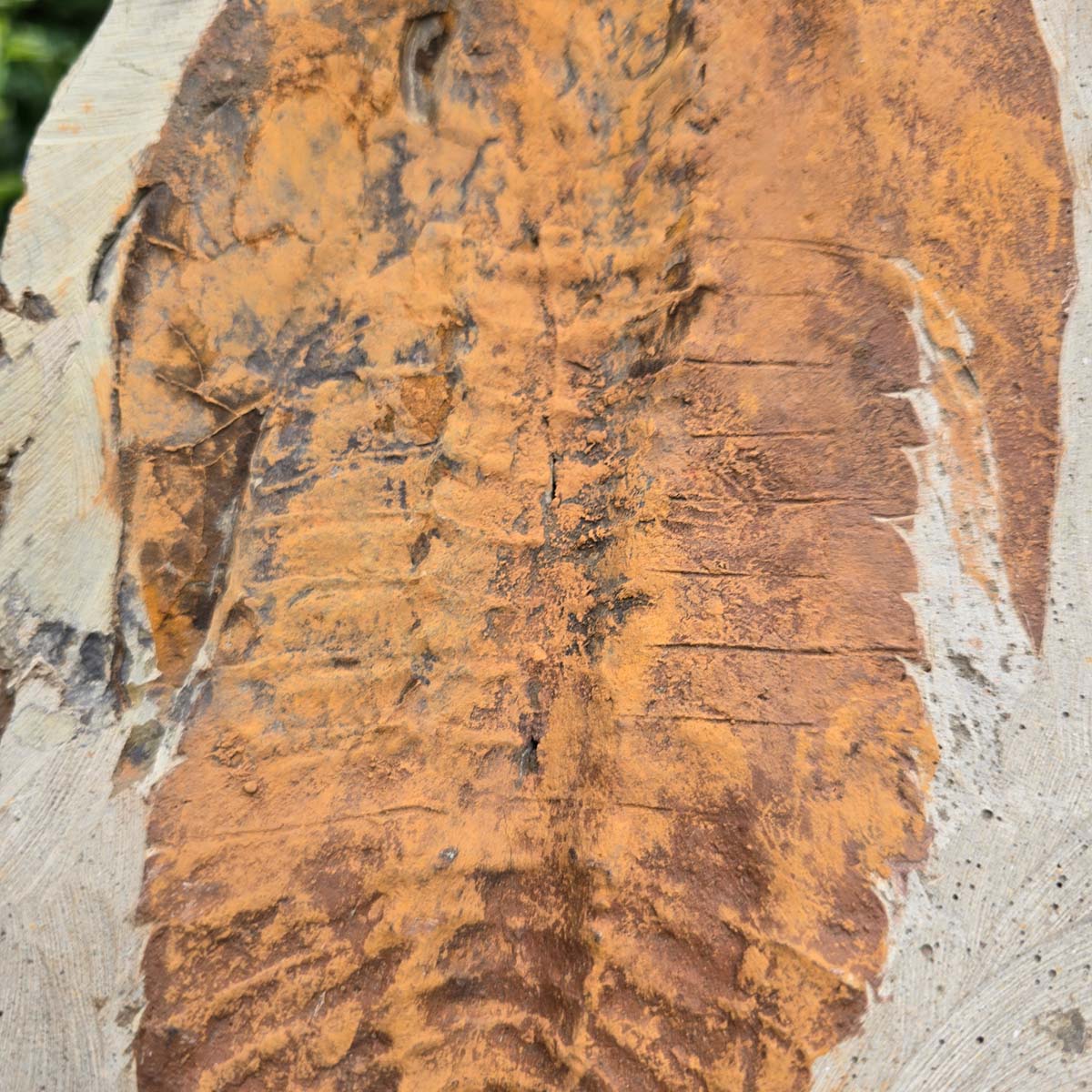 Original Trilobit Fossil mit Positiv- und Negativplatte - handpräpariert - 26x17cm - Nr. 117