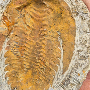 Original Trilobit Fossil mit Positiv- und Negativplatte - handpräpariert - 17x15cm - Nr. 118