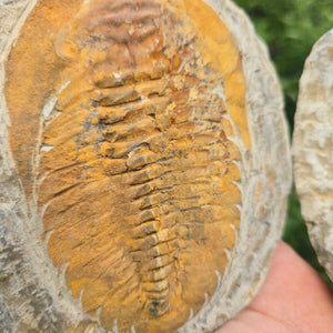 Original Trilobit Fossil mit Positiv- und Negativplatte - handpräpariert - 17x15cm - Nr. 118