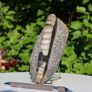 Orthoceras Fossil – 19x8cm geschliffene Platte aus Marokko - Nr. 11