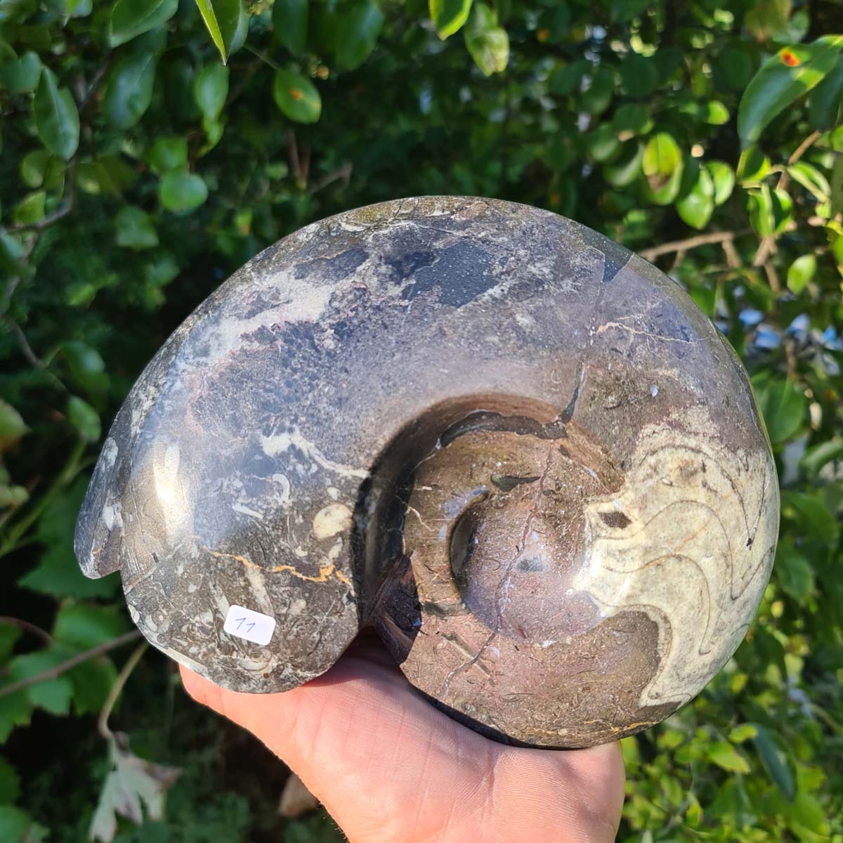 Ammonit - Echtes versteinertes Fossil - 100 Millionen Jahre alt - 21x16 cm - NR. 50