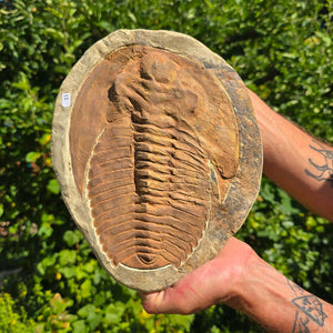 Echter Trilobit Fossil auf Matrix – Naturfund aus Marokko - handpräpariert - 26x21cm - Nr. 11