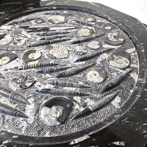 Couchtisch mit Orthoceras und Ammoniten - 106x62cm - Fossilien Naturstein - Nr.11