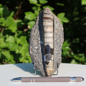 Orthoceras Fossil – 19x8cm geschliffene Platte aus Marokko - Nr. 11
