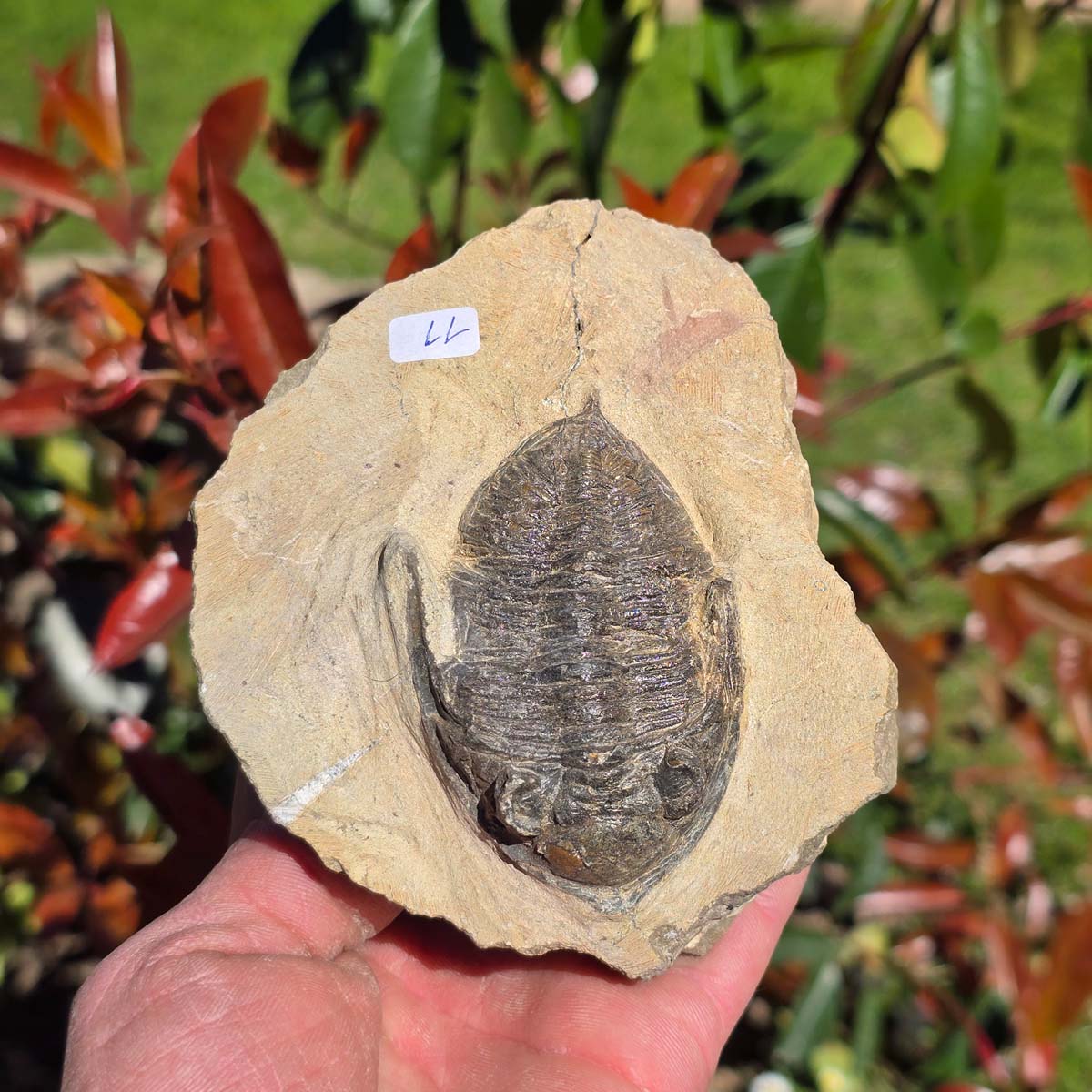 Echter Trilobit auf Muttergestein - Fossil aus Marokko – ca. 350 Mio. J., handpräpariert 11x9x6cm Nr. 11