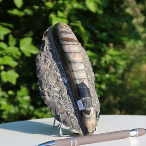 Orthoceras Fossil – 19x8cm geschliffene Platte aus Marokko - Nr. 11