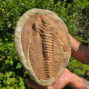 Echter Trilobit Fossil auf Matrix – Naturfund aus Marokko - handpräpariert - 26x21cm - Nr. 11
