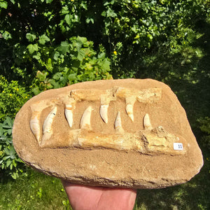 Mosasaurier Kiefer mit originalen Zähnen (Präpariert) – Fossil aus Marokko - 26x17cm - Nr. 11