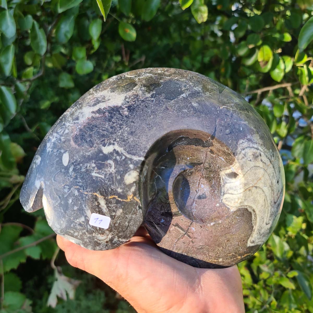 Ammonit - Echtes versteinertes Fossil - 100 Millionen Jahre alt - 21x16 cm - NR. 50