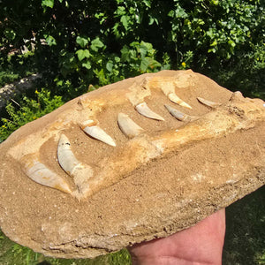 Mosasaurier Kiefer mit originalen Zähnen (Präpariert) – Fossil aus Marokko - 26x17cm - Nr. 11