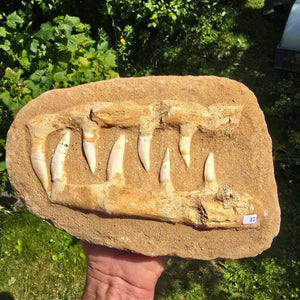 Mosasaurier Kiefer mit originalen Zähnen (Präpariert) – Fossil aus Marokko - 26x17cm - Nr. 11
