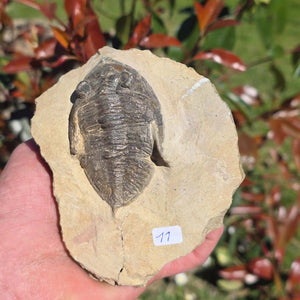 Echter Trilobit auf Muttergestein - Fossil aus Marokko – ca. 350 Mio. J., handpräpariert 11x9x6cm Nr. 11.