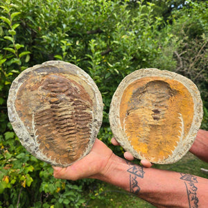 Original Trilobit Fossil mit Positiv- und Negativplatte - handpräpariert - 19x20cm - Nr. 120, zwei Fossilienplatten in Händen.