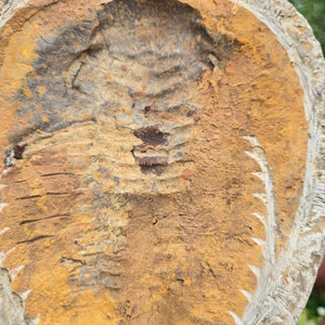 Original Trilobit Fossil mit Positiv- und Negativplatte - handpräpariert - 19x20cm - Nr. 120 close-up detail of fossil surface