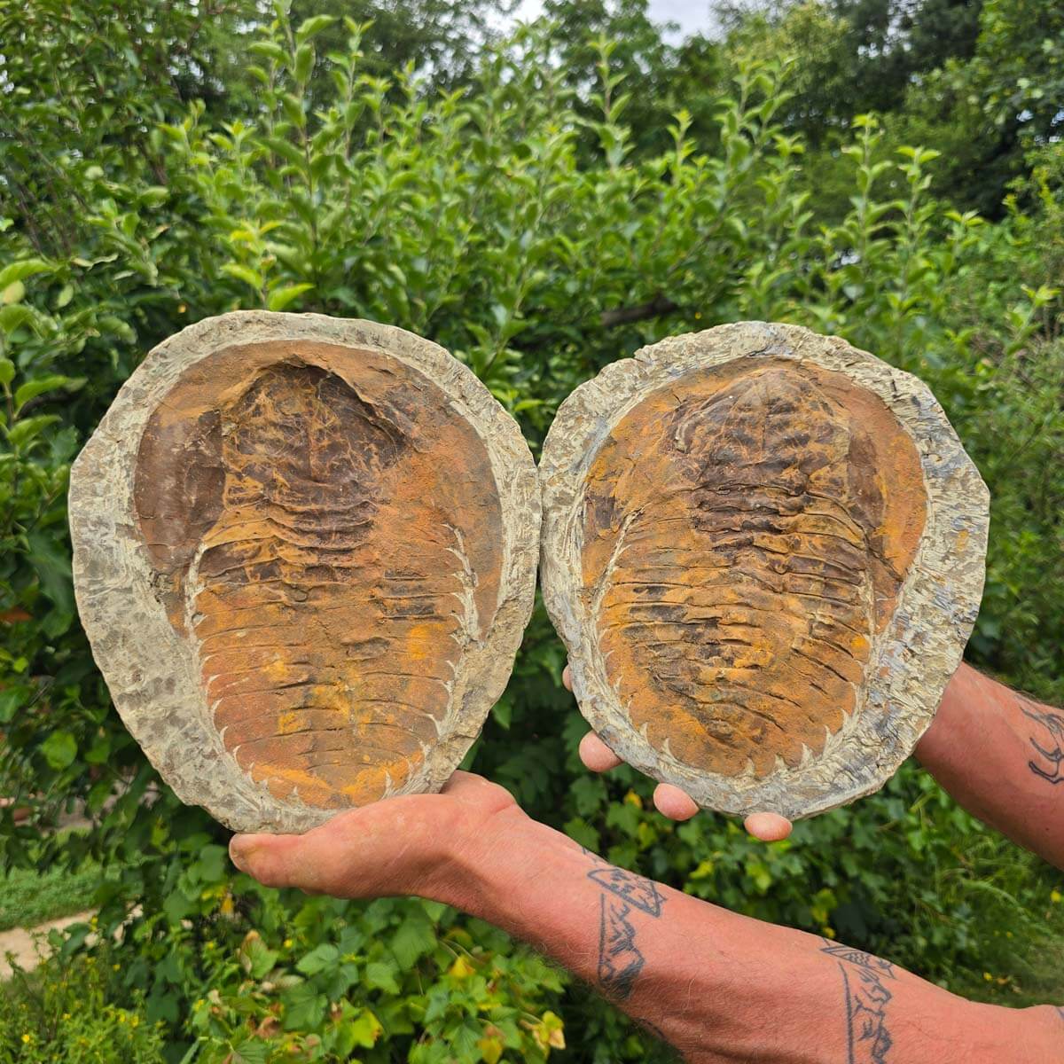 Original Trilobit Fossil mit Positiv- und Negativplatte - handpräpariert - 27x23cm - Nr. 121 in der Hand.