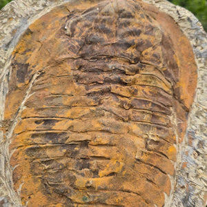 Original Trilobit Fossil mit Positiv- und Negativplatte - handpräpariert - 27x23cm - Nr. 121, Detailansicht des Fossils.
