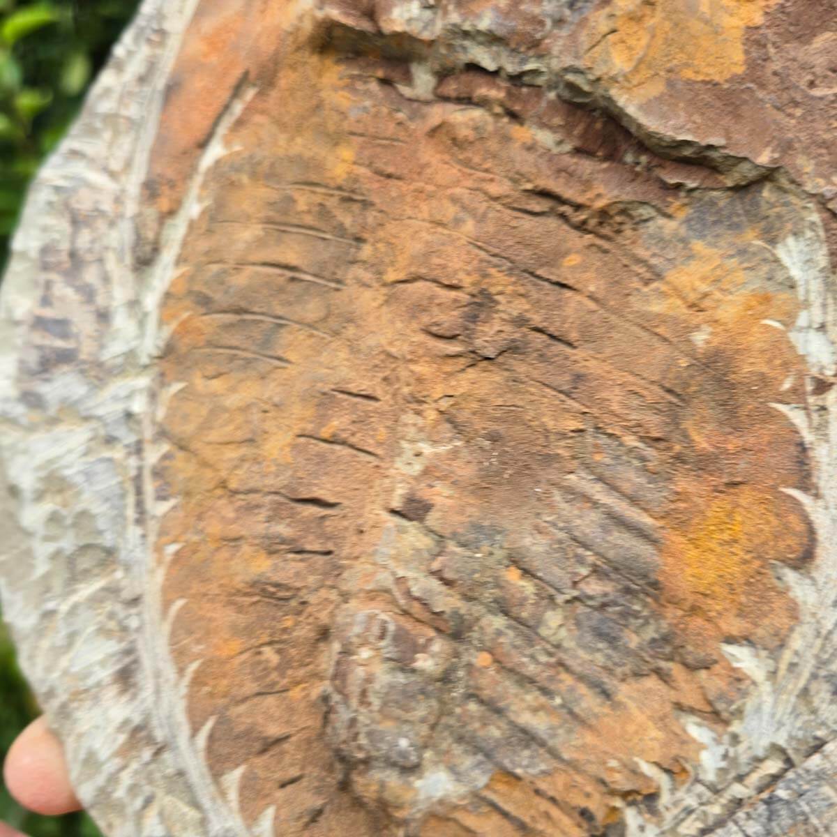 Original Trilobit Fossil mit Positiv- und Negativplatte - handpräpariert - 25x22cm - Nr. 122 in der Hand gehalten.