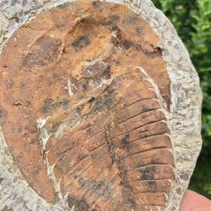 Original Trilobit Fossil mit Positiv- und Negativplatte - handpräpariert - 25x22cm - Nr. 122 auf Gesteinsplatte