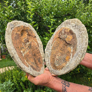 Original Trilobit Fossil mit Positiv- und Negativplatte - handpräpariert - 25x22cm - Nr. 122 in zwei Gesteinsplatten.