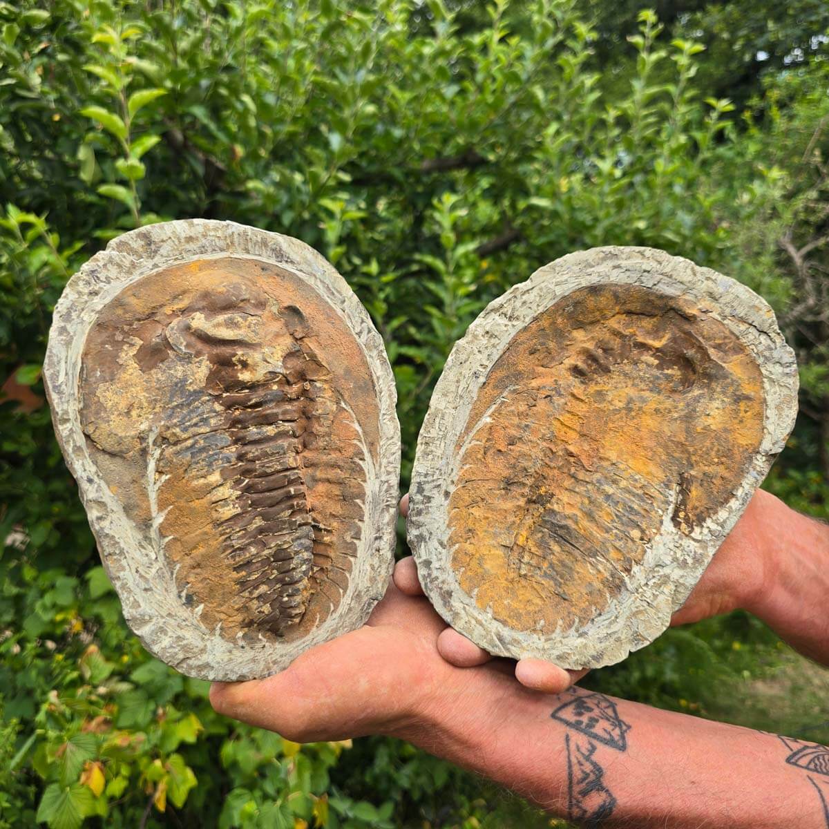 Original Trilobit Fossil mit Positiv- und Negativplatte - handpräpariert - 21x16cm - Nr. 123 in Händen