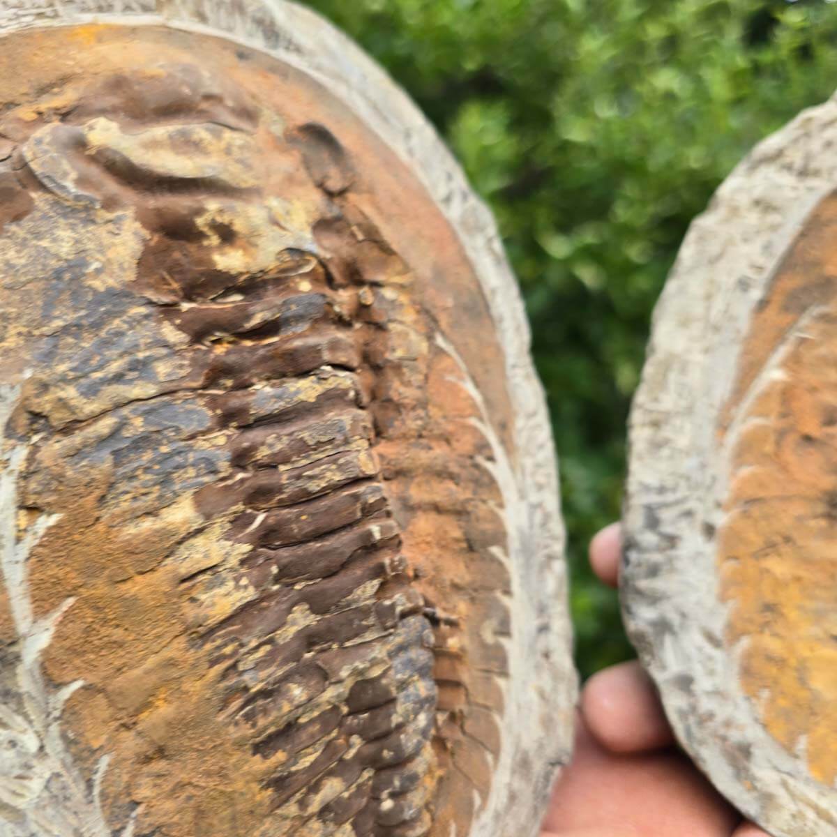 Original Trilobit Fossil mit Positiv- und Negativplatte - handpräpariert - 21x16cm - Nr. 123 in Händen