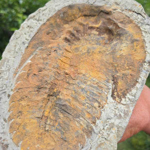 Original Trilobit Fossil mit Positiv- und Negativplatte - handpräpariert - 21x16cm - Nr. 123 auf einer Gesteinsplatte.