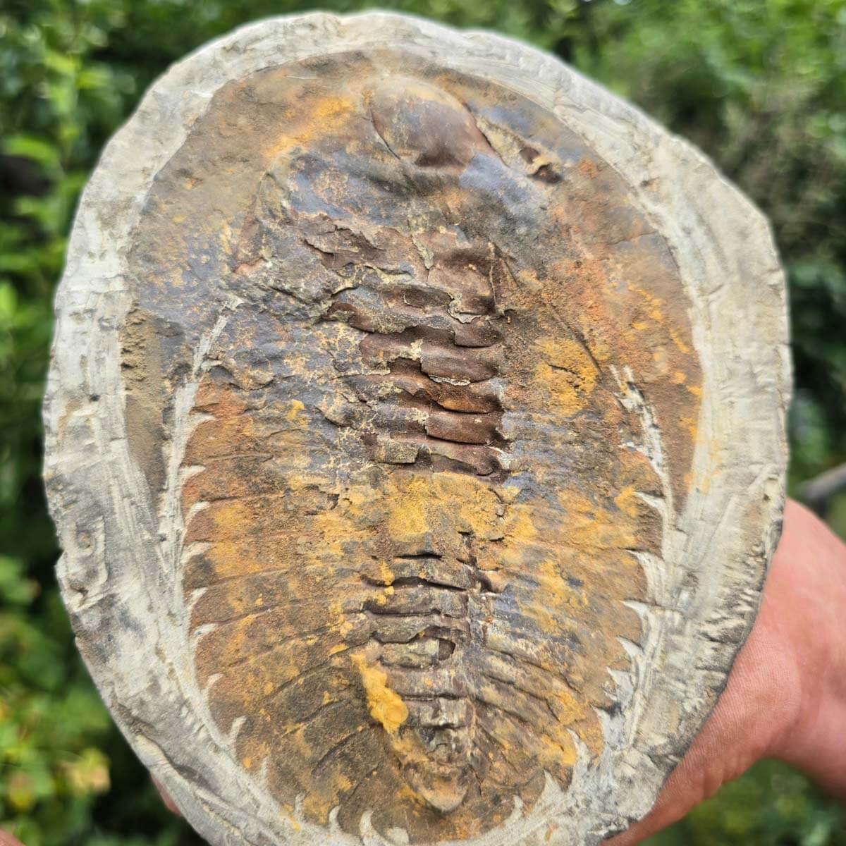Original Trilobit Fossil mit Positiv- und Negativplatte - handpräpariert - 18x15cm - Nr. 124, zwei Fossilien in Hand.