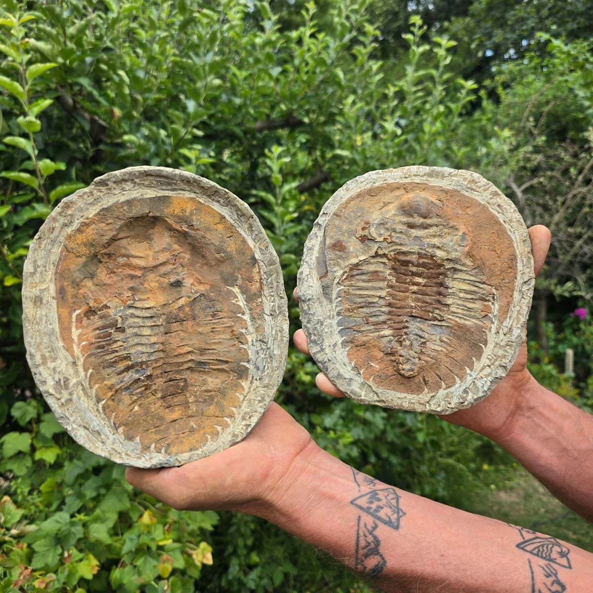 Original Trilobit Fossil mit Positiv- und Negativplatte - handpräpariert - 20x17cm - Nr. 125 in der Hand gehalten.
