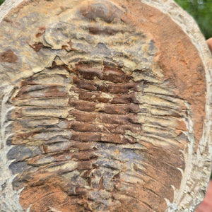 Original Trilobit Fossil mit Positiv- und Negativplatte - handpräpariert - 20x17cm - Nr. 125, detail of the fossil surface.