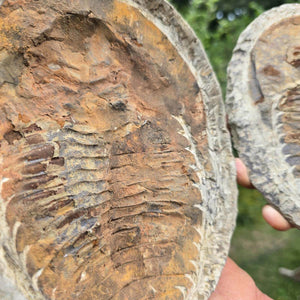 Original Trilobit Fossil mit Positiv- und Negativplatte - handpräpariert - 20x17cm - Nr. 125 close-up detail