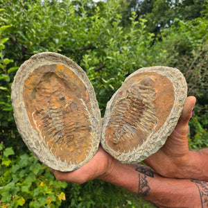 Original Trilobit Fossil mit Positiv- und Negativplatte - handpräpariert - 20x17cm - Nr. 125, beeindruckende Details auf beiden Platten.