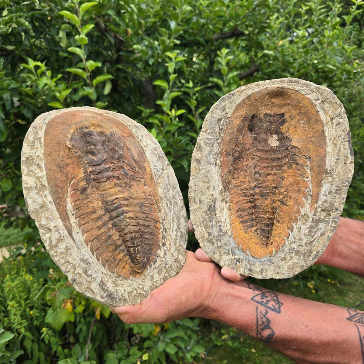 Original Trilobit Fossil mit Positiv- und Negativplatte - handpräpariert - 25x18cm - Nr. 126 in den Händen eines Sammlers.