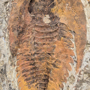 Original Trilobit Fossil mit Positiv- und Negativplatte - handpräpariert - 25x18cm - Nr. 126 auf einer Gesteinsplatte