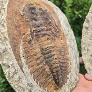 Original Trilobit Fossil mit Positiv- und Negativplatte - handpräpariert - 25x18cm - Nr. 126 auf zwei Gesteinsplatten.