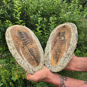 Original Trilobit Fossil mit Positiv- und Negativplatte - handpräpariert - 25x18cm - Nr. 126 in den Händen.