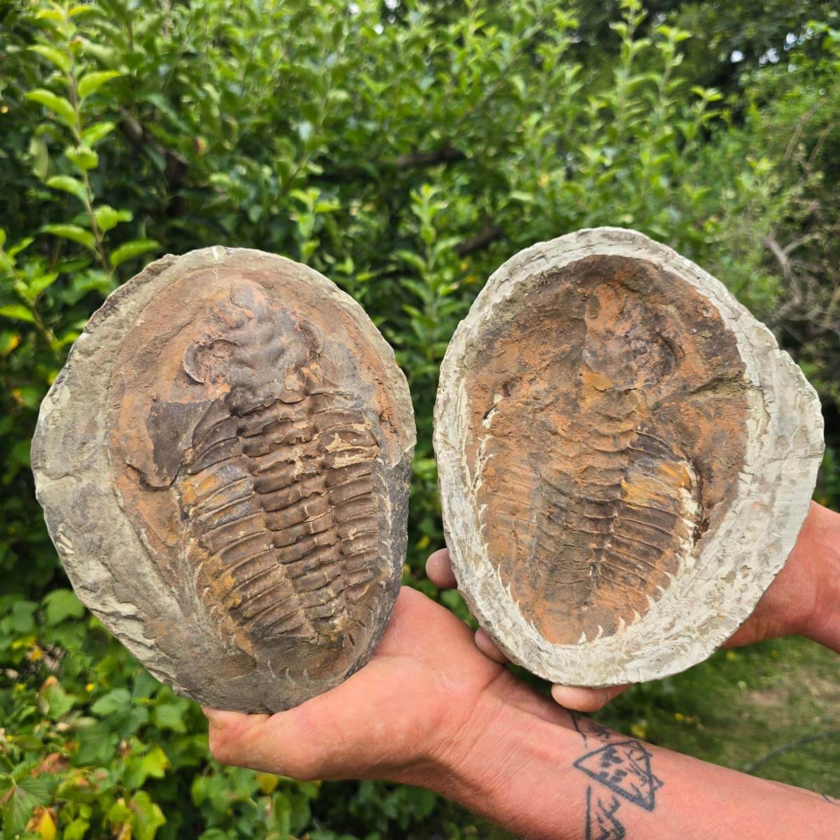 Original Trilobit Fossil mit Positiv- und Negativplatte - handpräpariert - 20x17cm - Nr. 127, präsentiert von Hand.