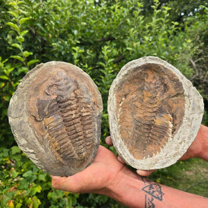 Original Trilobit Fossil mit Positiv- und Negativplatte - handpräpariert - 20x17cm - Nr. 127, präsentiert von Hand.