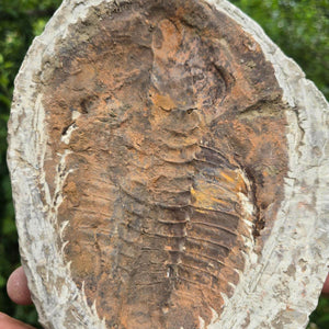 Original Trilobit Fossil mit Positiv- und Negativplatte - handpräpariert - 20x17cm - Nr. 127 auf Gesteinsplatte