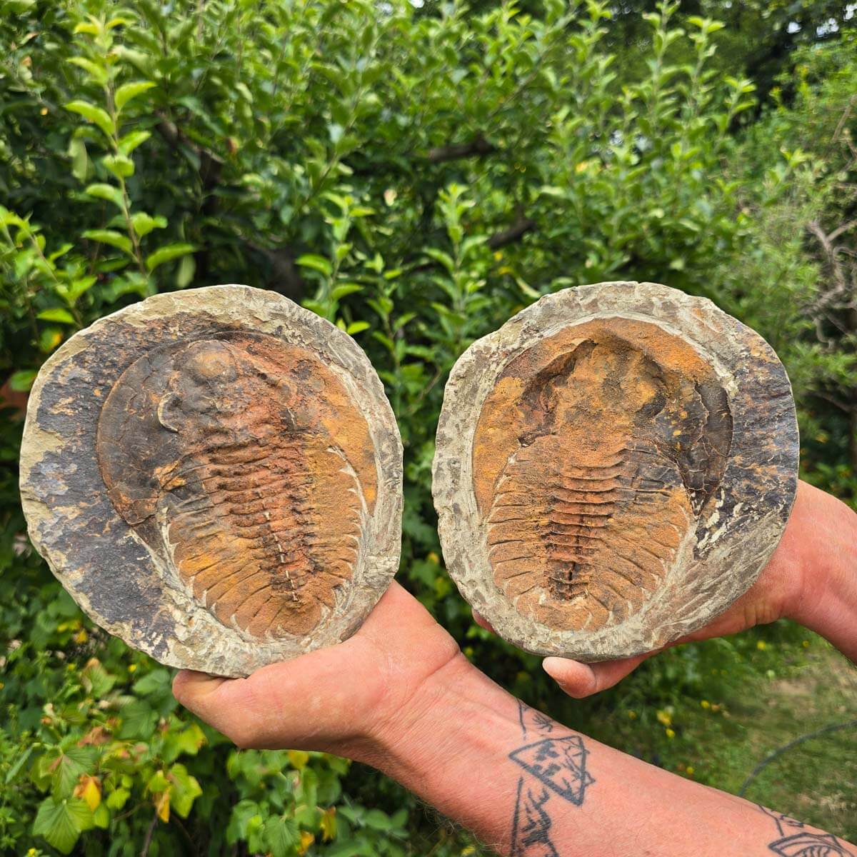 Original Trilobit Fossil mit Positiv- und Negativplatte - handpräpariert - 18x17cm - Nr. 128 in den Händen eines Sammlers.