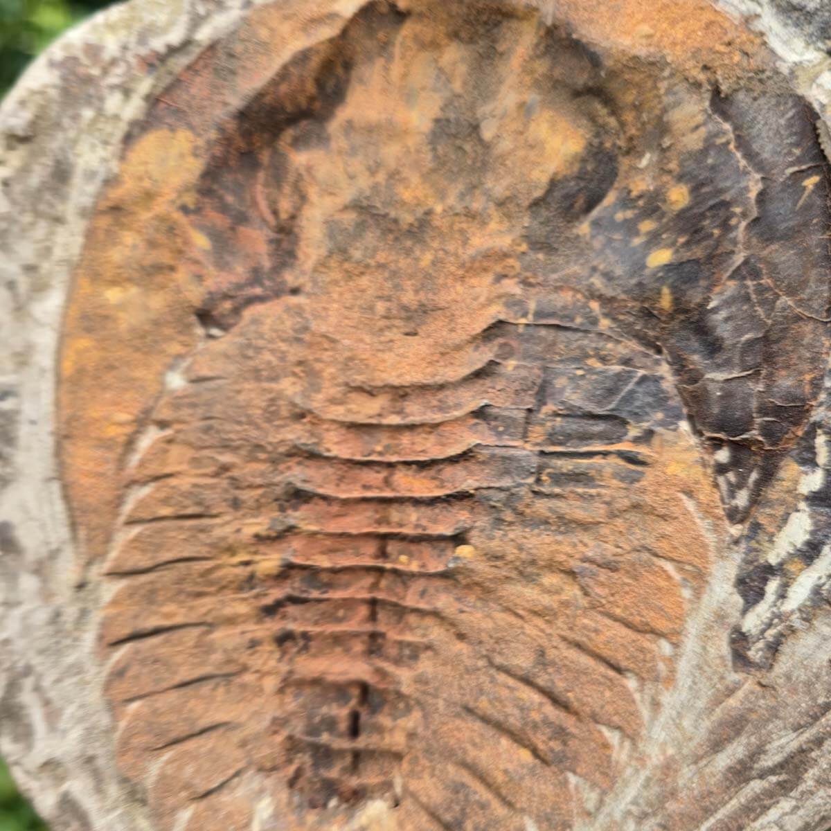 Original Trilobit Fossil mit Positiv- und Negativplatte - handpräpariert - 18x17cm - Nr. 128 in den Händen eines Sammlers.