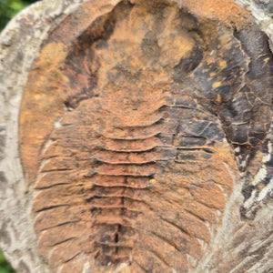 Original Trilobit Fossil mit Positiv- und Negativplatte - handpräpariert - 18x17cm - Nr. 128, Detailaufnahme des Fossils.
