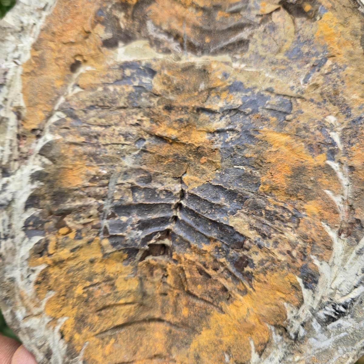 Original Trilobit Fossil mit Positiv- und Negativplatte - handpräpariert - 19x18cm - Nr. 129 in Hand hält zwei Fossilplatten