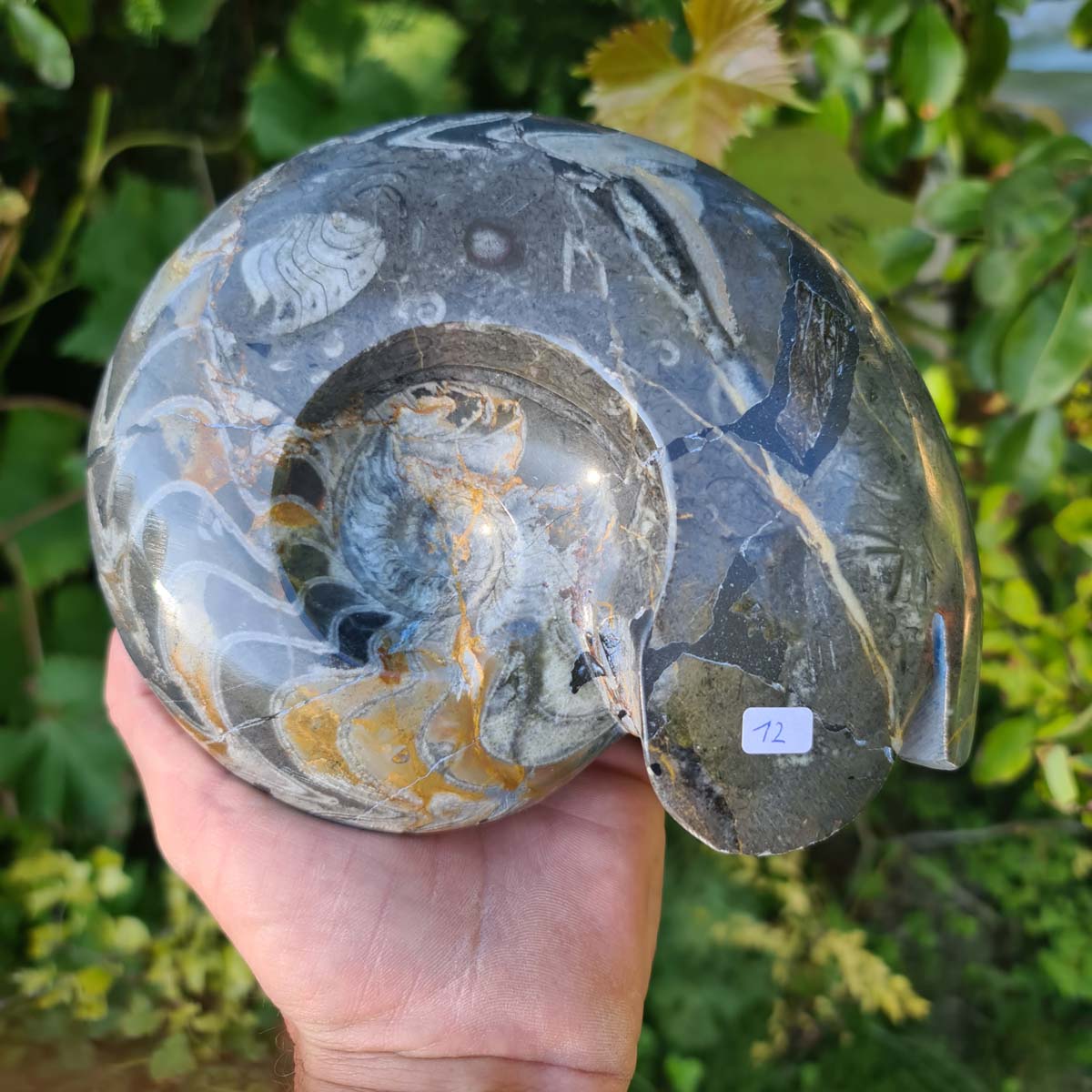 Ammonit - Echtes versteinertes Fossil - 100 Millionen Jahre alt - 19x16 cm - NR. 51