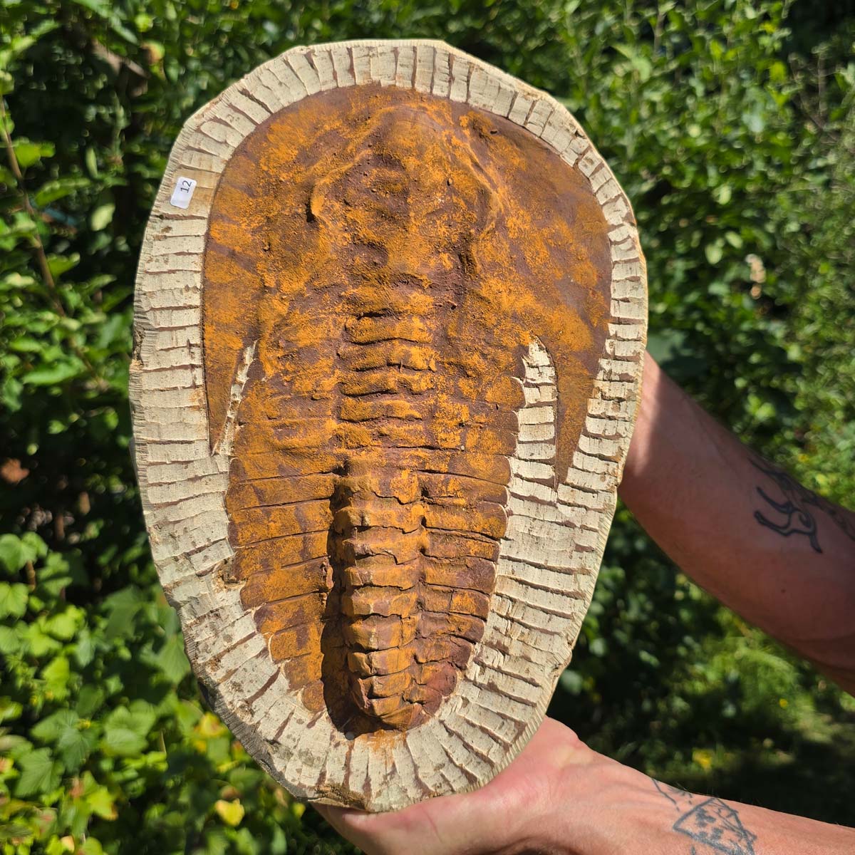Echter Trilobit Fossil auf Matrix – Naturfund aus Marokko - handpräpariert - 34x22cm - Nr. 12