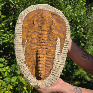 Echter Trilobit Fossil auf Matrix – Naturfund aus Marokko - handpräpariert - 34x22cm - Nr. 12