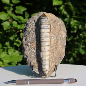 Orthoceras Fossil – 18x11cm geschliffene Platte aus Marokko - Nr. 12