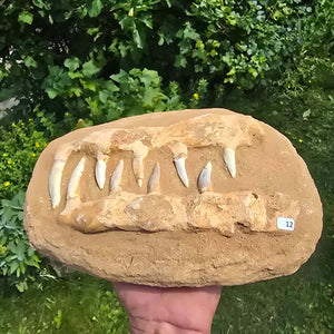 Mosasaurier Kiefer mit originalen Zähnen (Präpariert) – Fossil aus Marokko - 26x17cm - Nr. 12