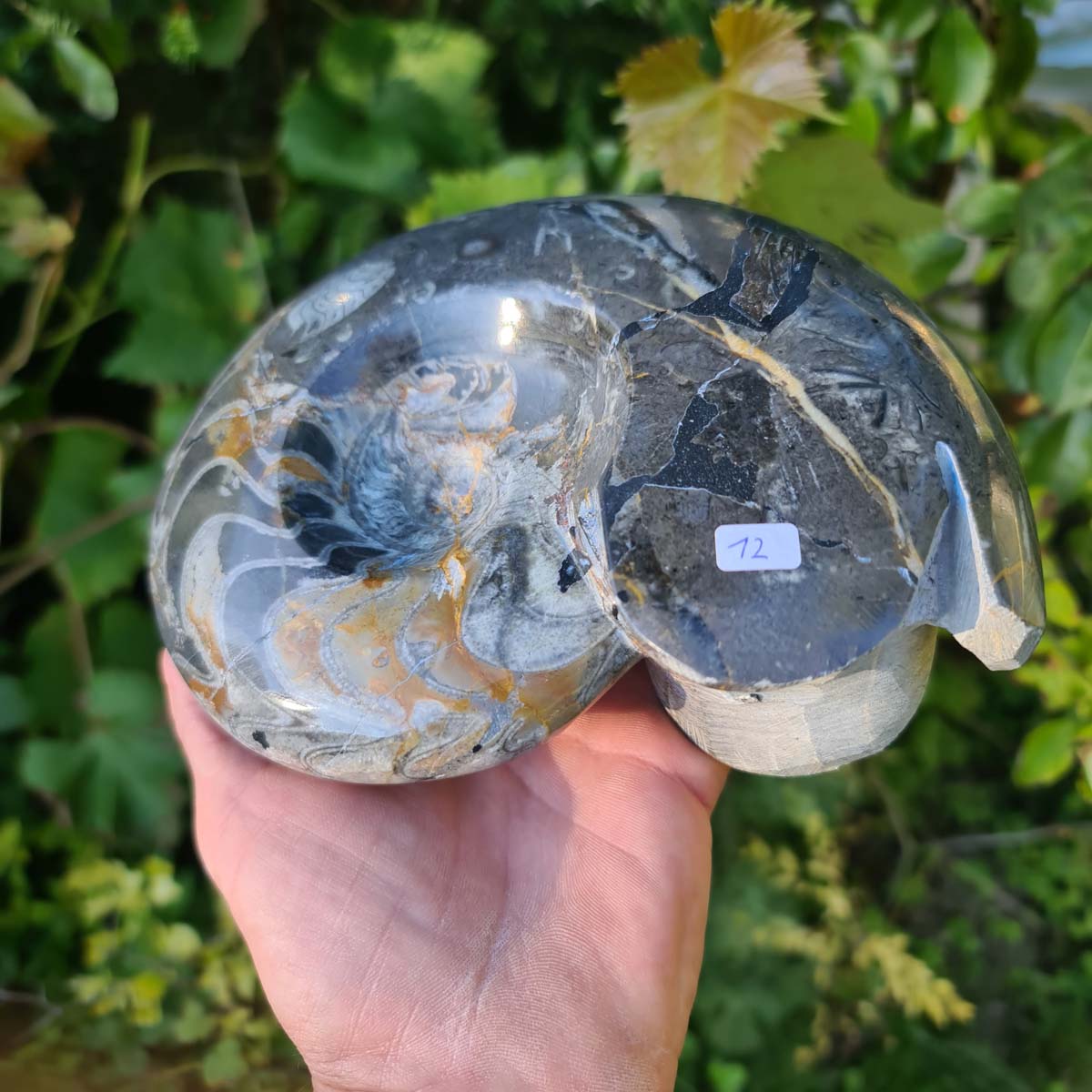 Ammonit - Echtes versteinertes Fossil - 100 Millionen Jahre alt - 19x16 cm - NR. 51