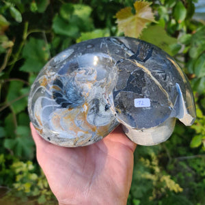 Ammonit - Echtes versteinertes Fossil - 100 Millionen Jahre alt - 19x16 cm - NR. 51